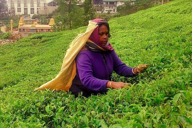 Nuwara Eliya Tea factory and waterfall tour - Stop 3: Oak Ray Tea Factory & Museum (free entry, ~1 hour)