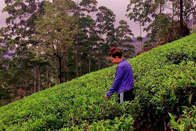 Nuwara Eliya Tea factory and waterfall tour - Stop 4: Blue Field Tea Factory (factory visit, tea plucking and tasting, ~45 minutes)