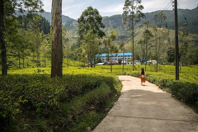 Nuwara Eliya Tours - Damro Tea Factory: seeing tea made, not just poured