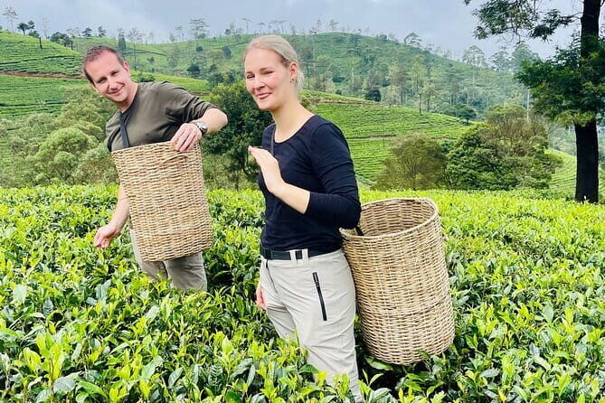 Nuwara Eliya Tours - Tea plantation safari and tea bush modern tea factory: where the story clicks