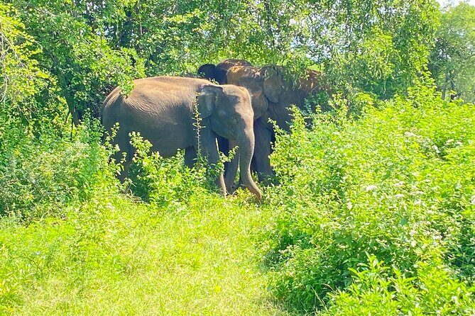 One Day Udawalawe Safari from Galle/Mirissa/Unawatuna/Hikkaduwa - Dikwella Buddha statue break: photos, fresh air, and a calm stop