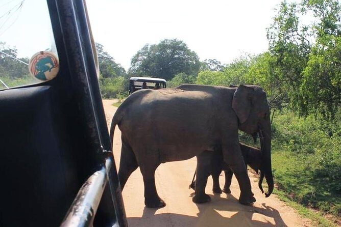 One Day Udawalawe Safari from Galle/Mirissa/Unawatuna/Hikkaduwa - Jeep safari rhythm: how to maximize your odds of seeing wildlife