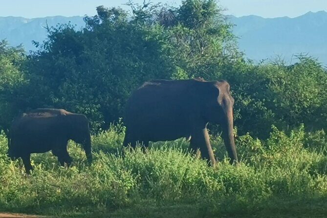Paradise Udawalawe Safari Tours - Inside Udawalawe for 3 Hours: How the Search Works
