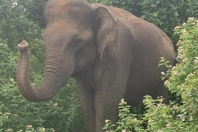 Paradise Udawalawe Safari Tours - Cost and Value: What This Actually Costs in Practice