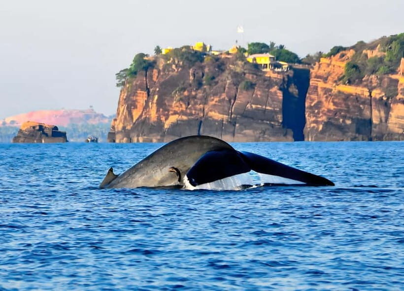 Pasikuda to Trincomalee: Whale & Dolphin Safari + Transport - Key highlights at a glance