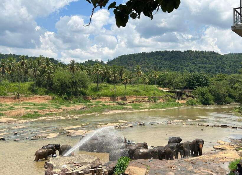 Pinnawala Day Tour from Kandy (Private tour ) - Price and Logistics: $40 per Group, Plus a Few Real Extras