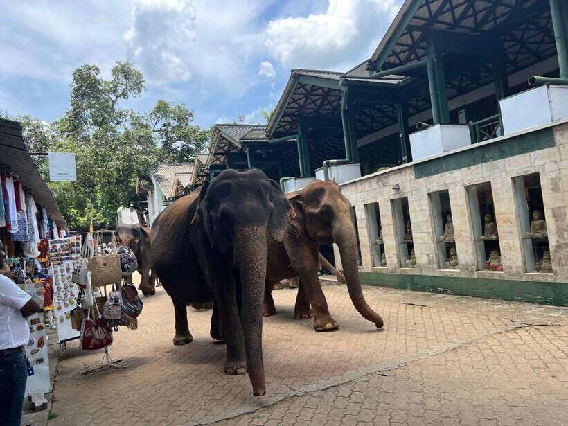 Pinnawala Day Tour from Kandy (Private tour ) - The Spice Garden in Mawanella: Plants, Plus Practical Context