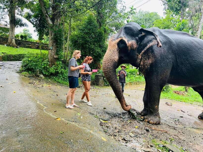 Pinnawala Day Tour from Kandy (Private tour ) - Pinnawala Elephant Orphanage: One Stop, One Big Moment