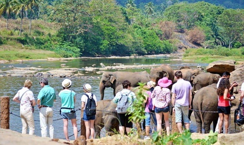 Pinnawala,Kandy Day Tour from Colombo/Negombo - Pinnawala Elephant Orphanage: what you’ll actually see