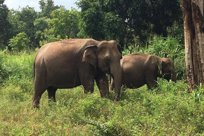 Polonnaruwa Day Tour with Lunch by Mahaweli - Minneriya National Park (Optional): Elephant Chances, Built Into Your Schedule