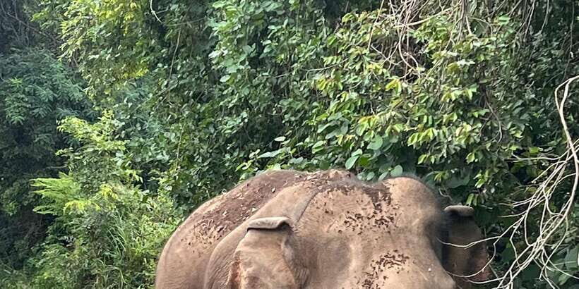 Polonnaruwa Sight Seeing Tour and Minneriya Elephant Safari - Key highlights to know before you go