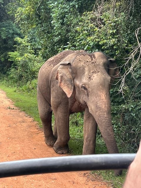 Polonnaruwa Sight Seeing Tour and Minneriya Elephant Safari - Lunch and the Real Cost of the Day