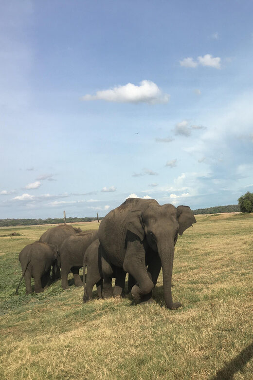 Polonnaruwa Sight Seeing Tour and Minneriya Elephant Safari - Comfortable Timing: How the Hours Add Up