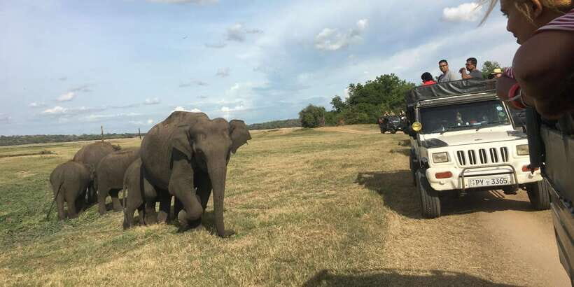 Polonnaruwa Sight Seeing Tour and Minneriya Elephant Safari - Pickup and the Air-Conditioned Ride to Central Province