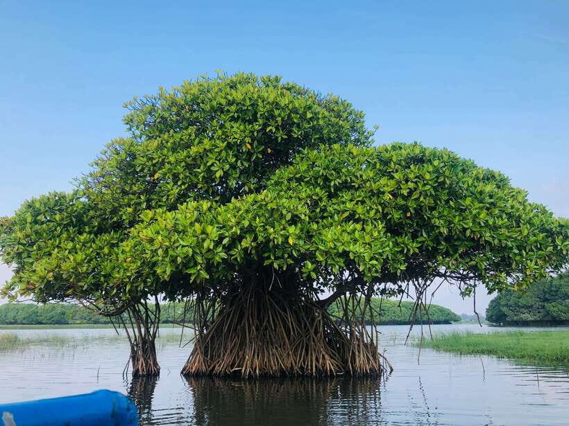 Pottuvil Lagoon Eco Tour : Mangrove Adventure in Arugam Bay - Pottuvil Lagoon Mangroves: What This Boat Safari Really Offers