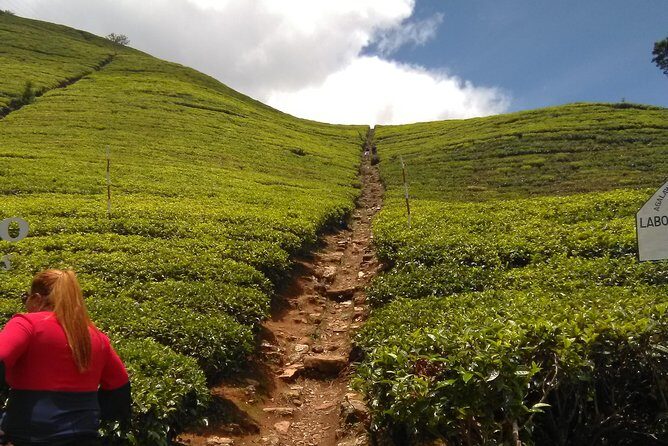Private all inclusive Day tour Kandy, Pinnawala, & your own selected attractions - The Island Spice Grove: learning spices and getting a free massage moment
