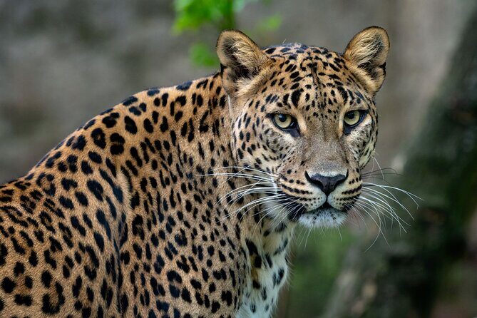 Private Day Tour: Yala National Park Safari Tour from Galle & Weligama - Key things to know before you go
