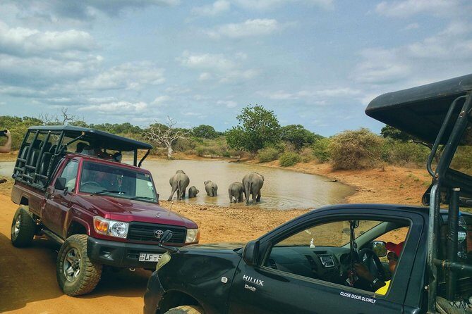 Private Day Tour: Yala National Park Safari Tour from Galle & Weligama - Private jeep safari with a naturalist (and why that’s worth paying for)