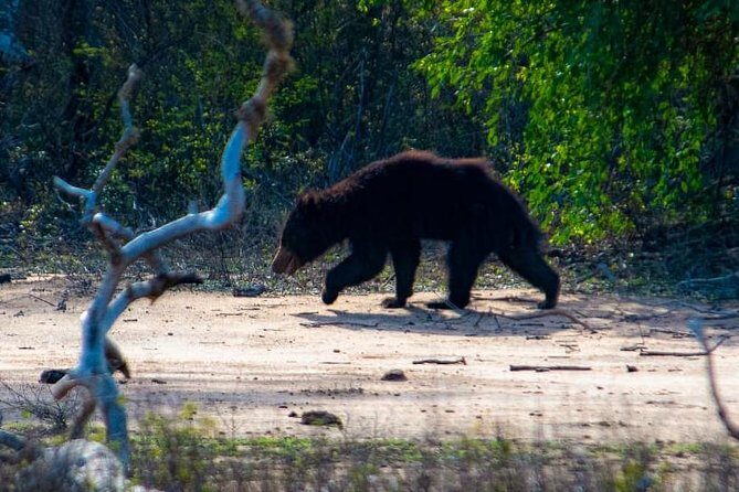 Private Day Tour: Yala National Park Safari Tour from Galle & Weligama - What the full day feels like from pickup to return
