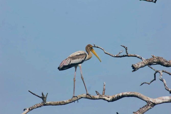 Private Day Tour: Yala National Park Safari Tour from Galle & Weligama - Practical tips before you lock it in