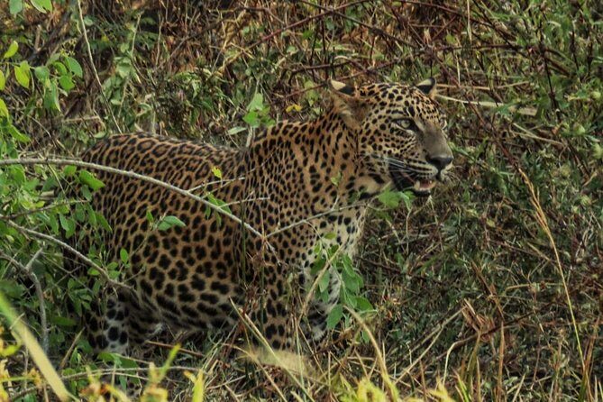 Private Day Tour: Yala National Park Safari Tour from Galle & Weligama - Breakfast, binoculars, and the small comforts that keep the day sane