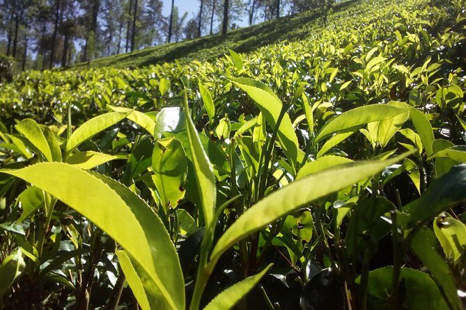 Private Day trip Kandy & pinnawala with your selected attractions - Private A/C transport, pickup, and how the driver-guide keeps things smooth