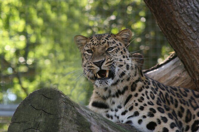 Private Day Trip to Yala National Park from Colombo - Why this private Yala day trip works from Colombo (even though it’s long)