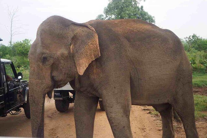 Private Day Trip to Yala National Park from Colombo - Dinner included: a kinder finish after a long wildlife day
