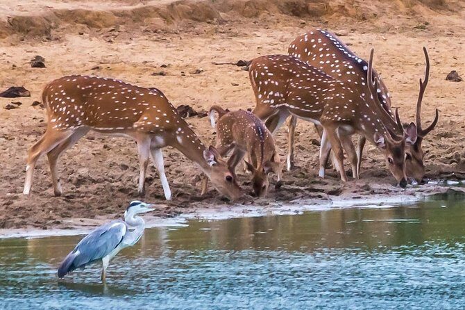 Private Day Trip to Yala National Park from Colombo - Price and value: what $180 buys you, and what to compare