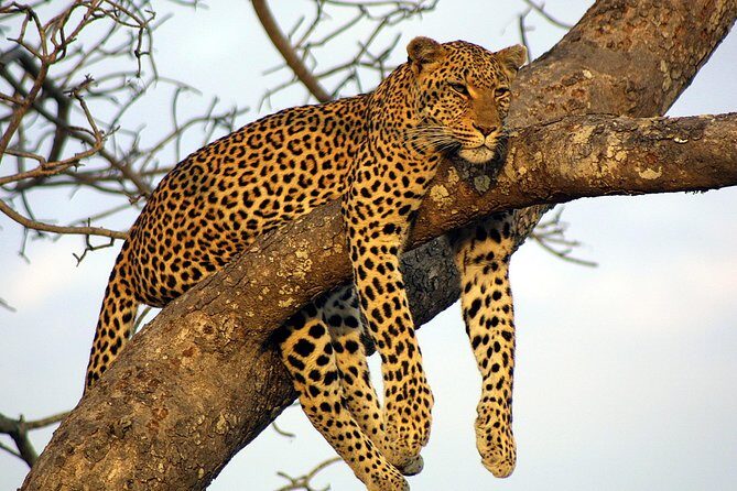 Private Day Trip to Yala National Park from Colombo - The drive plan: door-to-door pickup plus a realistic pace