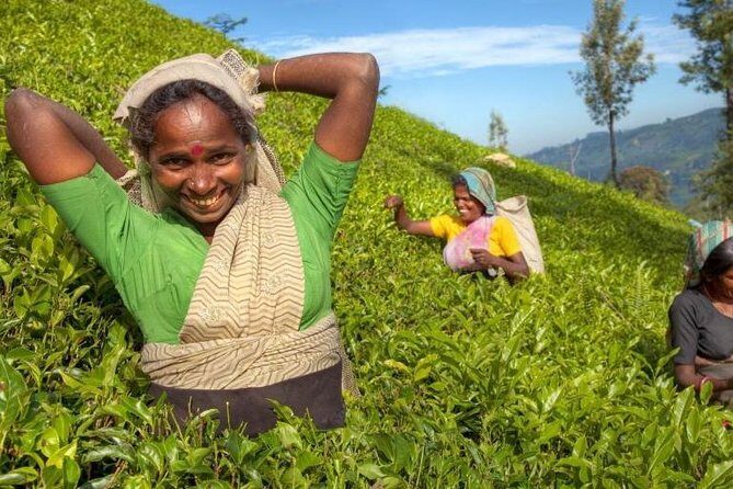 Private Full Day Tour to Nuwara Eliya from Kandy - Key highlights to notice before you go