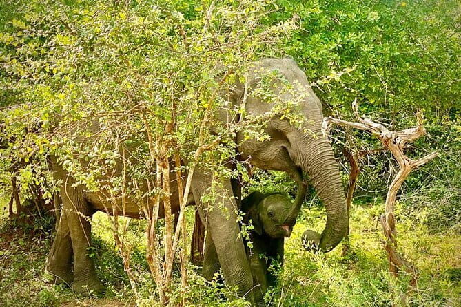 Private Full Day Udawalawe Safari Trip with Lunch - What the included guide service looks like (and why safety matters)