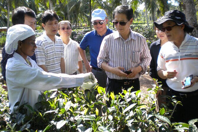 Private Galle Day Tour with Boat Safari & Tea Factory Visit - All Inclusive - Tea Plantation and Factory: Ceylon Tea Up Close