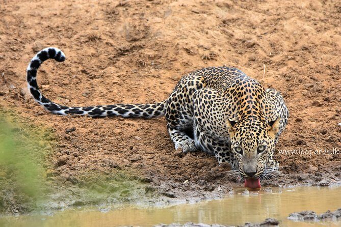 Private Half Day Safari Tour to Yala NP From Tangalle and Drop Back - A Very Early Start for Yala’s Big Three