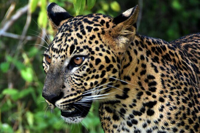Private Half Day Safari Tour to Yala NP From Tangalle and Drop Back - The Road to Yala: How to Use the Time Wisely
