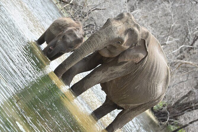 Private Half Day Safari Tour to Yala NP From Tangalle and Drop Back - Entering Yala: What Your Safari Time Is Built For