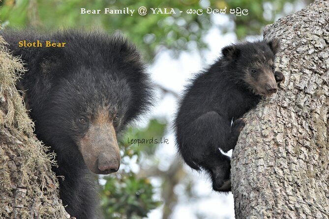 Private Half Day Safari Tour to Yala NP From Tangalle and Drop Back - Lunch Inside the Park (12:00–2:00): More Than Just a Break
