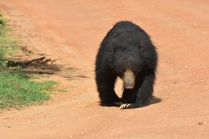 Private Half Day Safari Tour to Yala NP From Tangalle and Drop Back - The Afternoon Game Drive and the 5 p.m. Exit