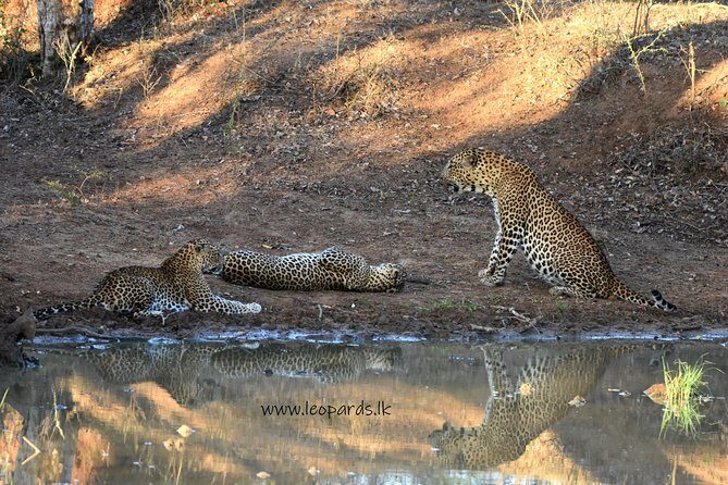 Private Half Day Safari Tour to Yala NP From Tangalle and Drop Back - Price and Value: Is $200 per Person Fair Here?