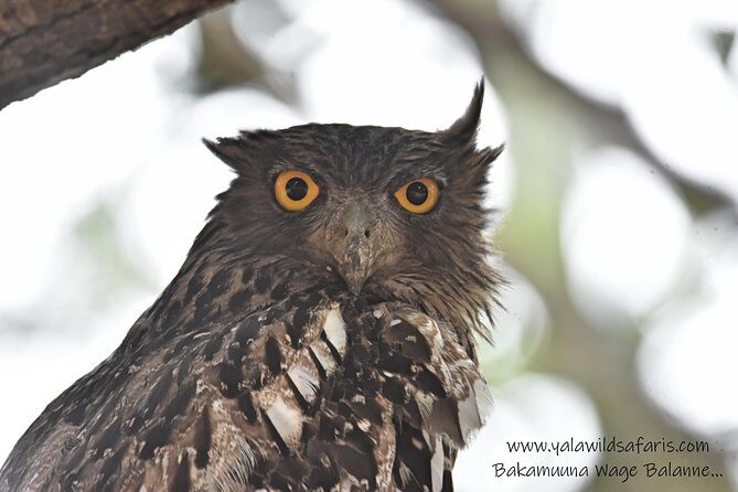 Private Half Day Safari Tour to Yala NP From Tangalle and Drop Back - Pickup Sweep Across Hambantota, Tangalle, Rekawa, and Ranna