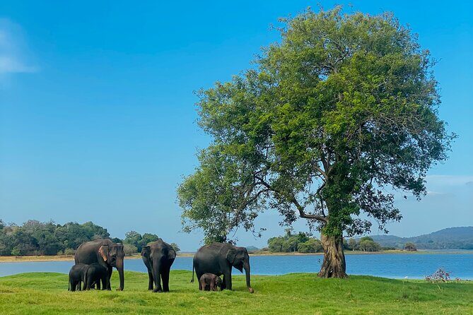 Private Jeep Safari at Minneriya and Kaudulla National Parks - Key things to know before you go