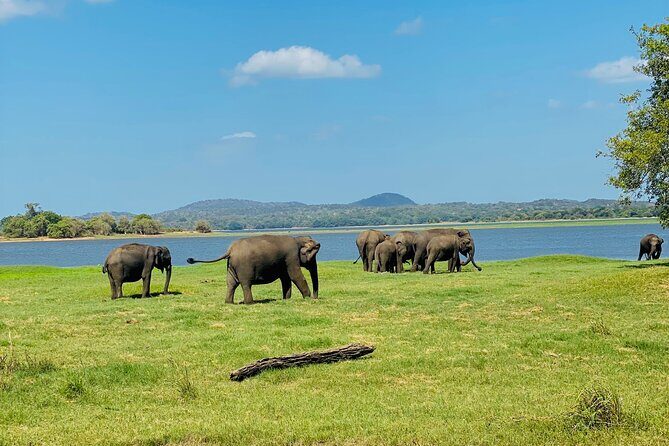 Private Jeep Safari at Minneriya and Kaudulla National Parks - Kaudulla and Hurulu Eco Park: why your driver may adapt the route