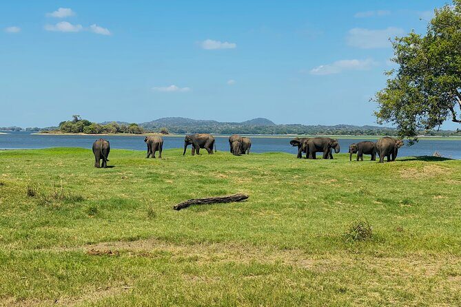 Private Jeep Safari at Minneriya and Kaudulla National Parks - The driver experience: trained for the jungle, tuned for your comfort