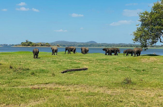 Private Jeep Safari at Minneriya and Kaudulla National Parks - Price and value: $28 tour cost plus the entrance math