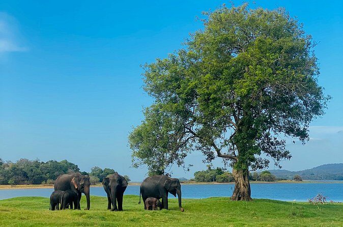 Private Jeep Safari at Minneriya and Kaudulla National Parks - Pickup, meeting point, and the rhythm of a half-day safari