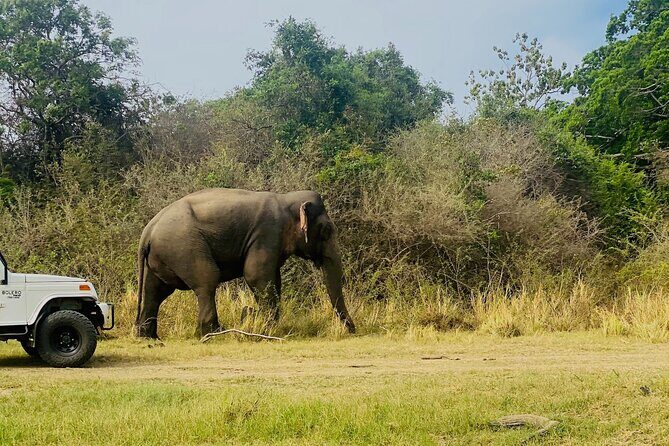 Private Jeep Safari at Minneriya and Kaudulla National Parks - What you’re likely to see (and what to expect on slower days)
