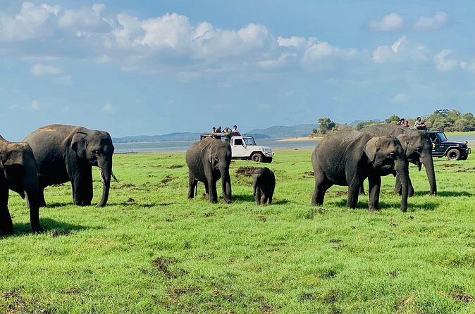 Private Jeep Safari at Minneriya and Kaudulla National Parks - Who this safari suits best