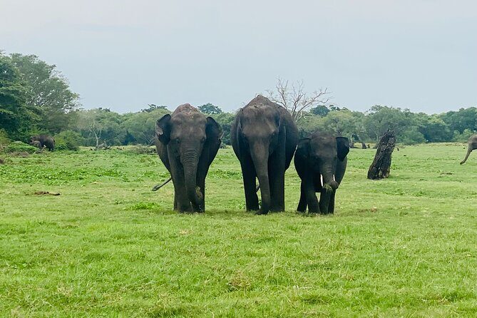 Private Jeep Safari at Minneriya and Kaudulla National Parks - Minneriya National Park: elephants first, then the surprises