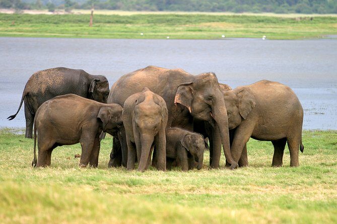 Private Jeep Safari at Minneriya National Park - Key highlights that make this jeep safari worth it