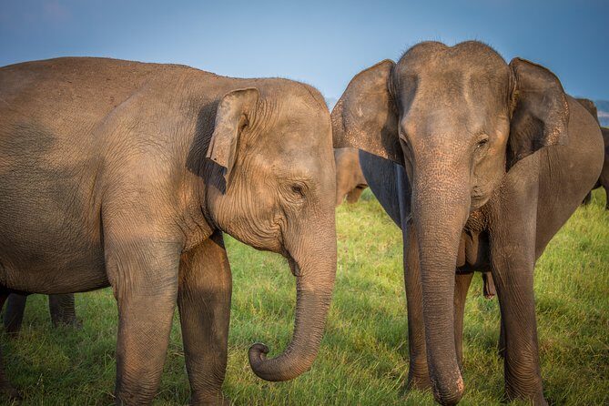 Private Jeep Safari at Minneriya National Park - Wildlife watching reality check: elephants are never guaranteed